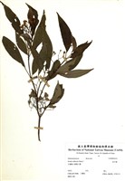 藏品(金石榴)的圖片